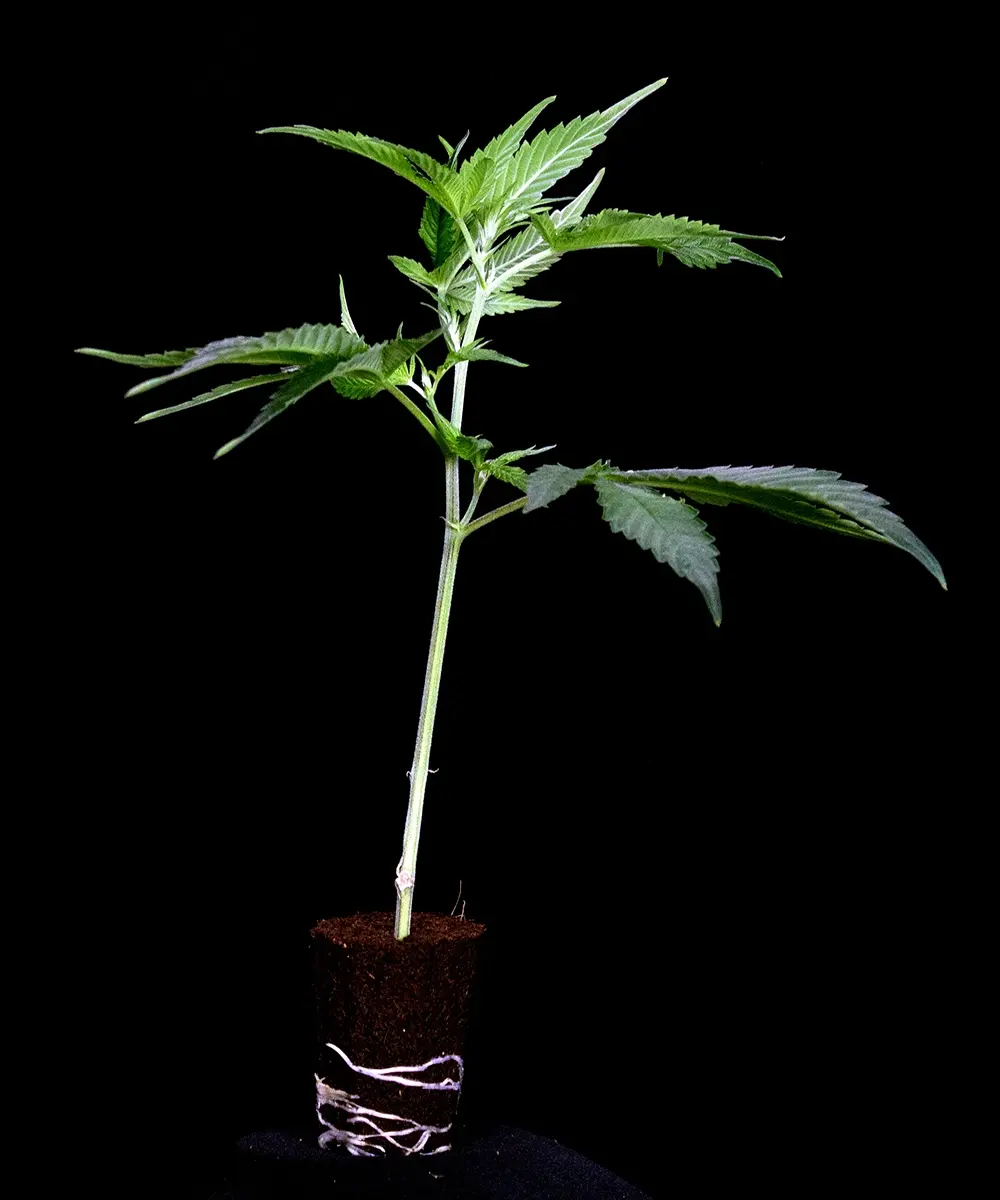 Amnesia Haze Stecklinge