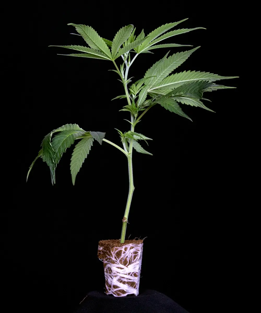 Runtz Muffin Stecklinge