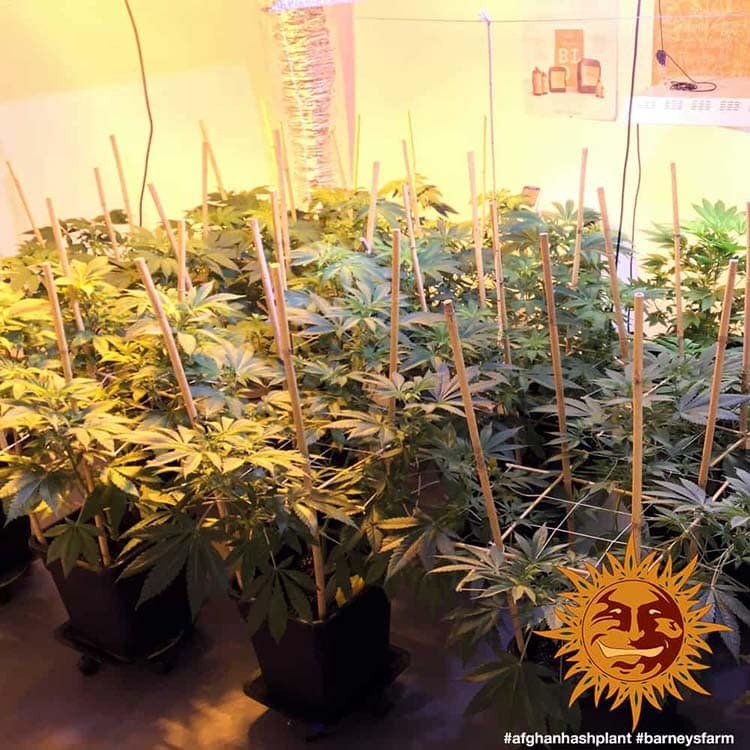 Afghan Hash Plant - Regular 6