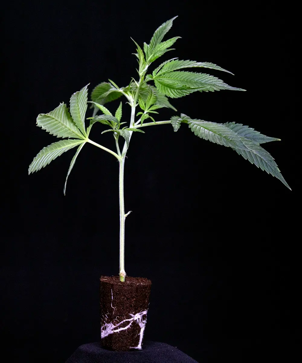 Apple Fritter Stecklinge Strain