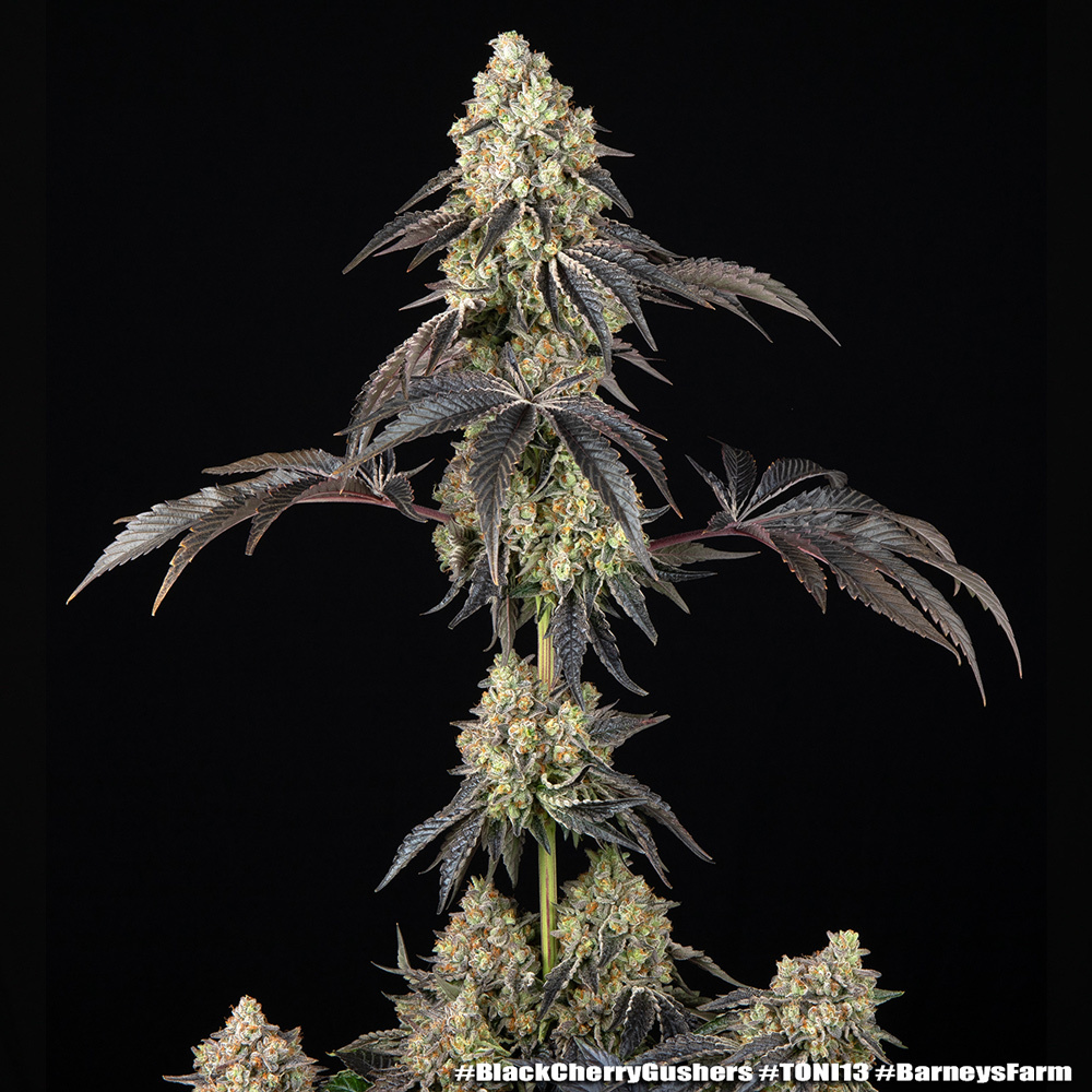 Black Cherry Gushers 10