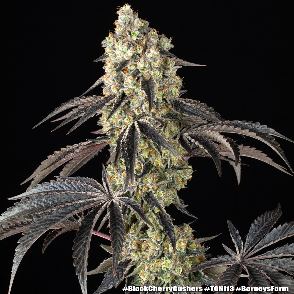 Black Cherry Gushers 12