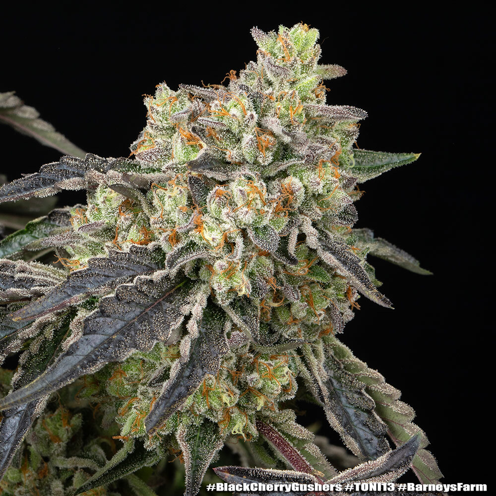 Black Cherry Gushers 13