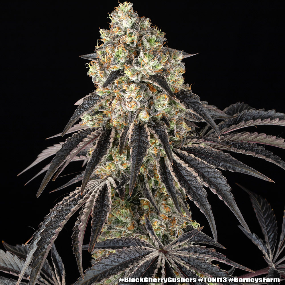 Black Cherry Gushers 14