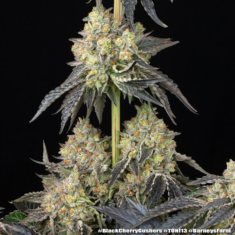 Black Cherry Gushers 17