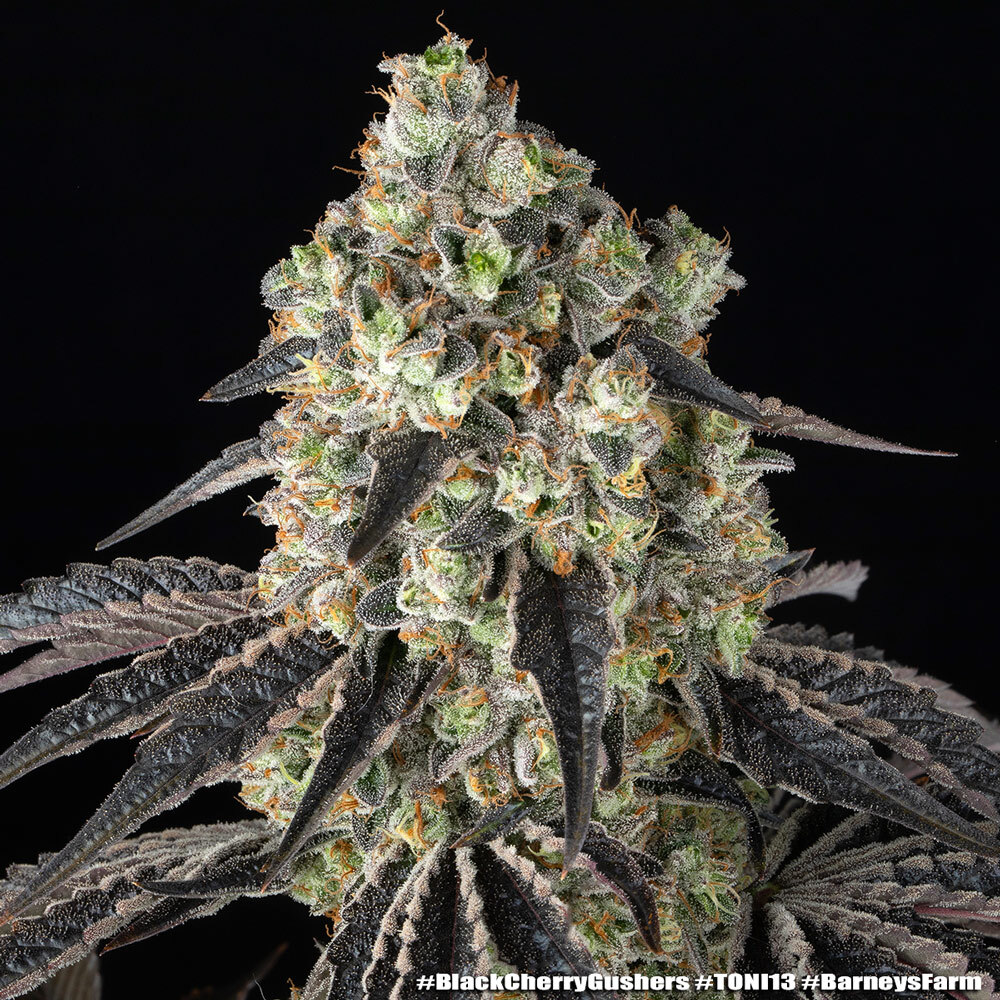 Black Cherry Gushers 19