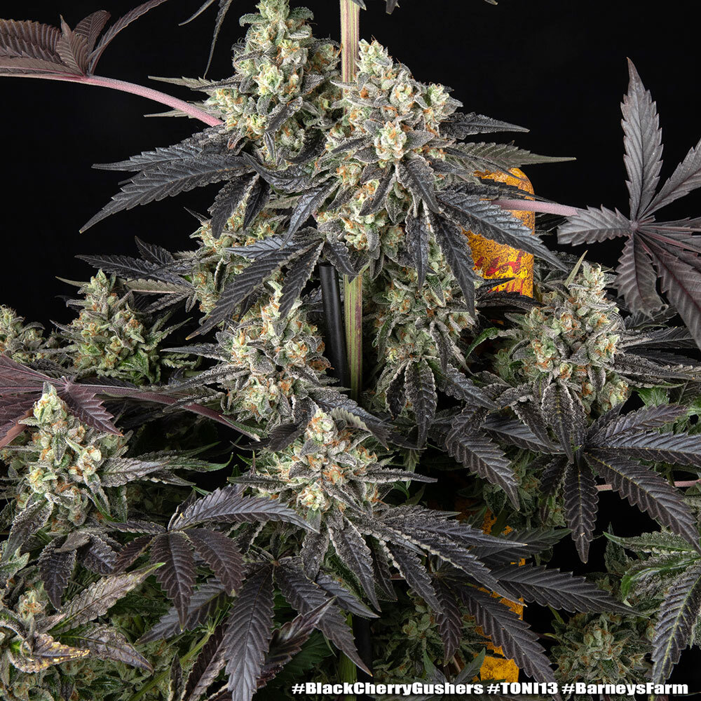 Black Cherry Gushers 3