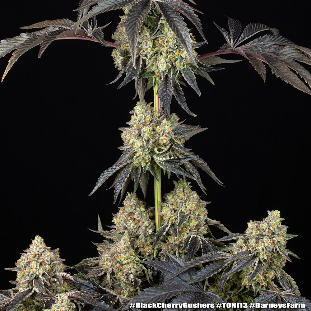 Black Cherry Gushers 4