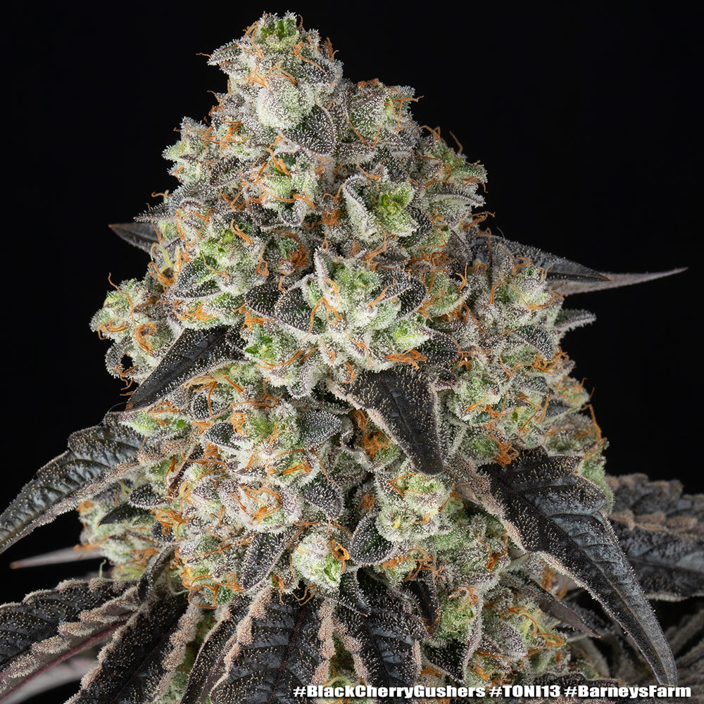 Black Cherry Gushers 6