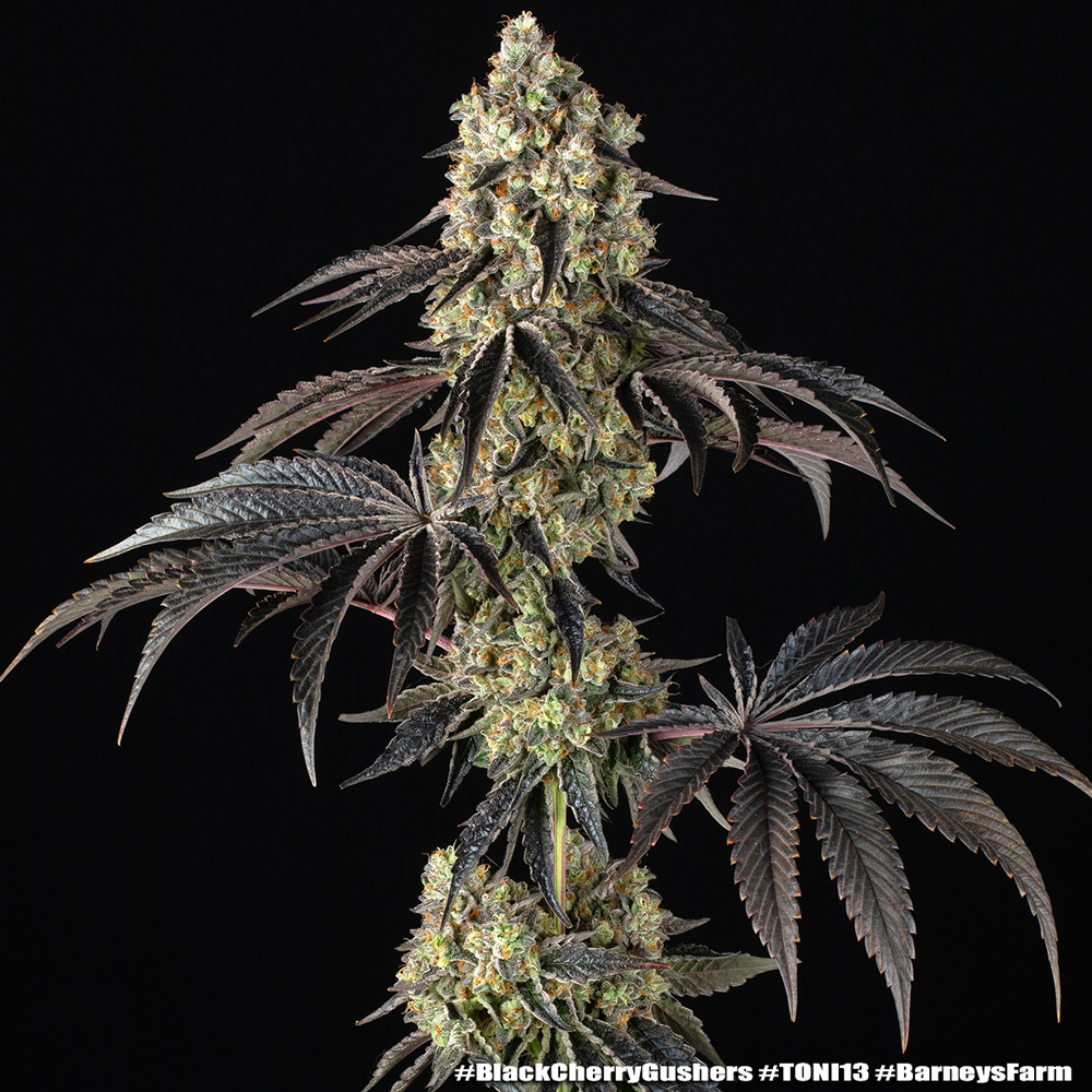 Black Cherry Gushers 7