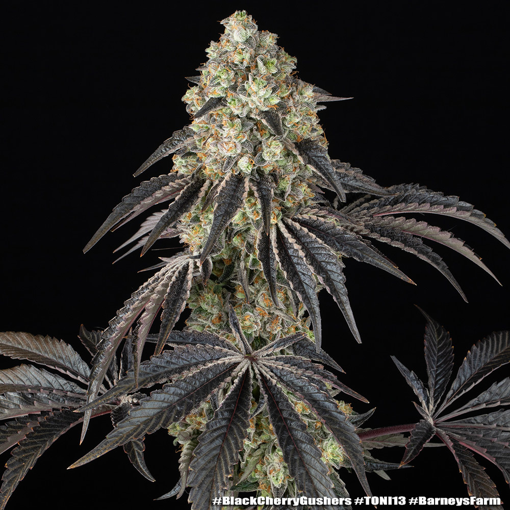 Black Cherry Gushers 8