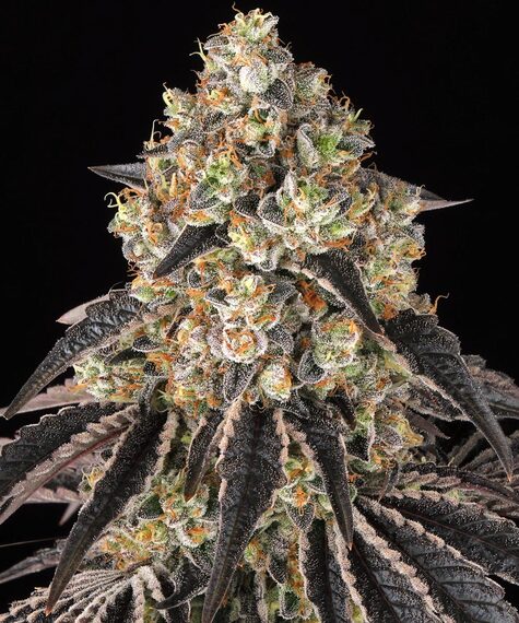 Black Cherry Gushers