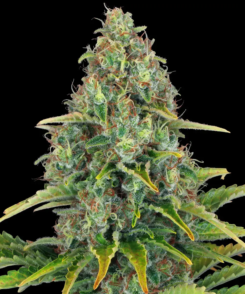 Blue Cheese Auto