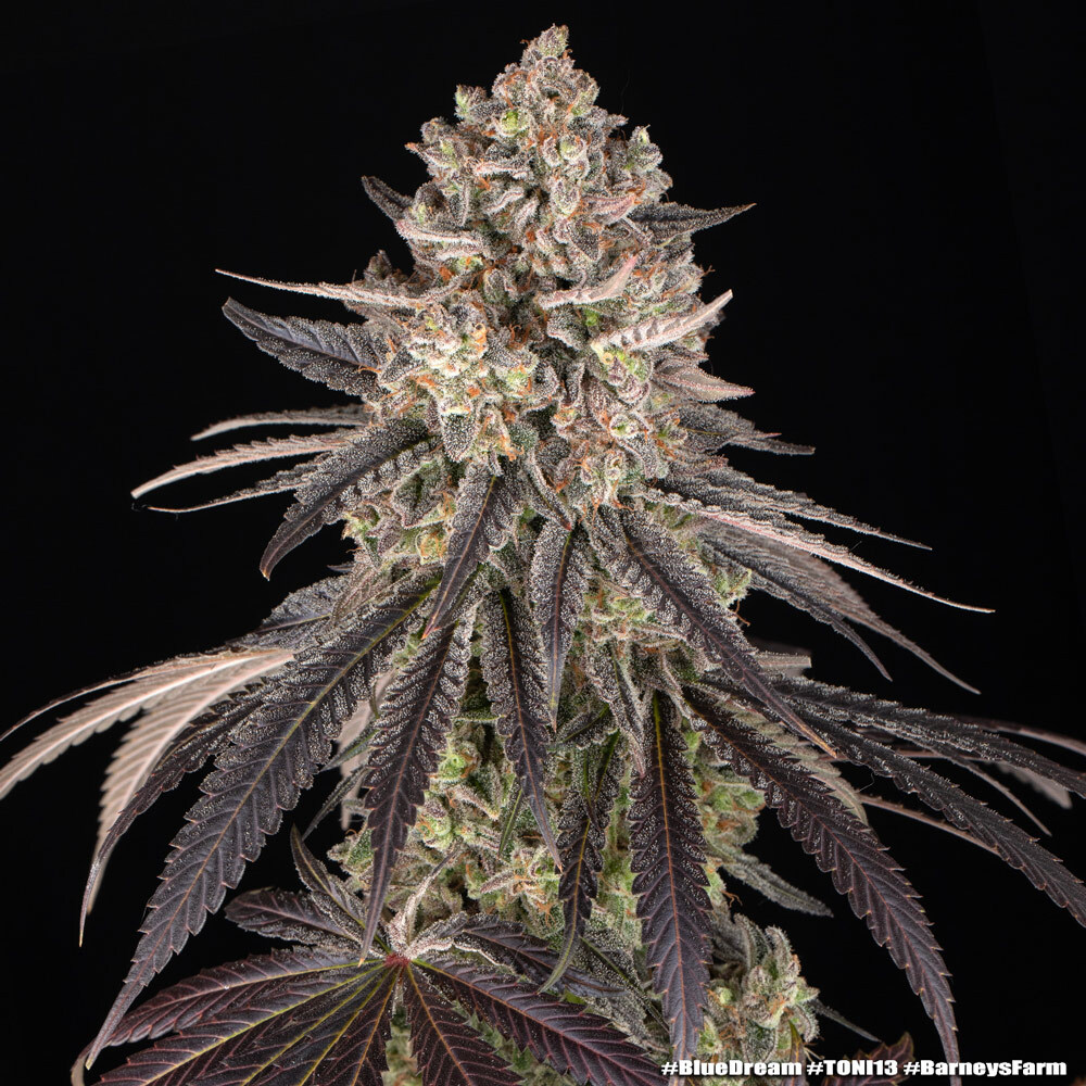 Blue Dream 2