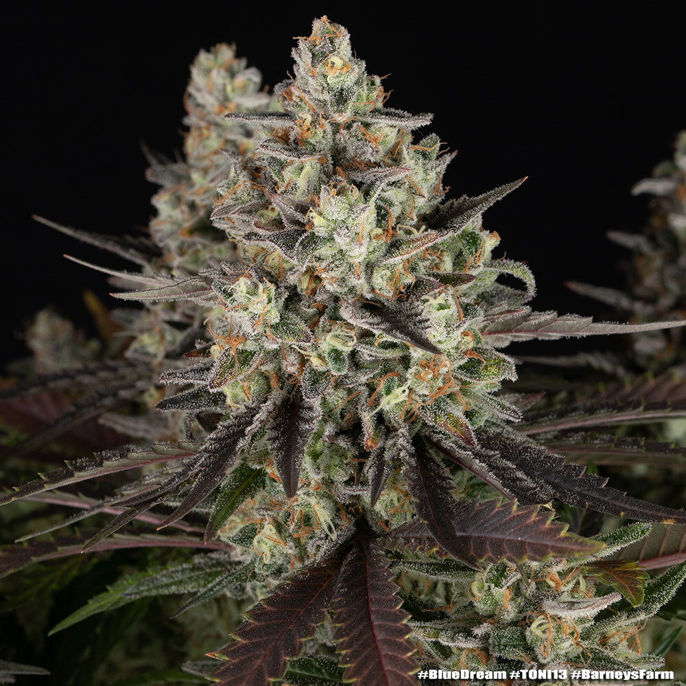 Blue Dream 3