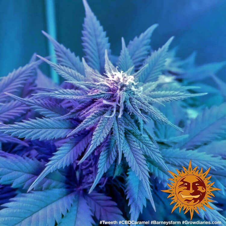 CBD Caramel - Regular 3