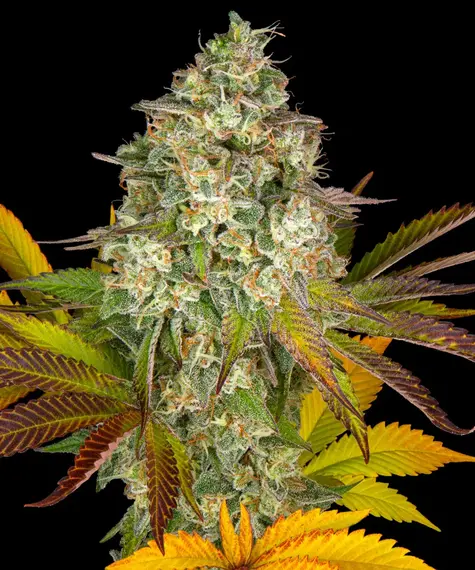 Cookies Kush Auto