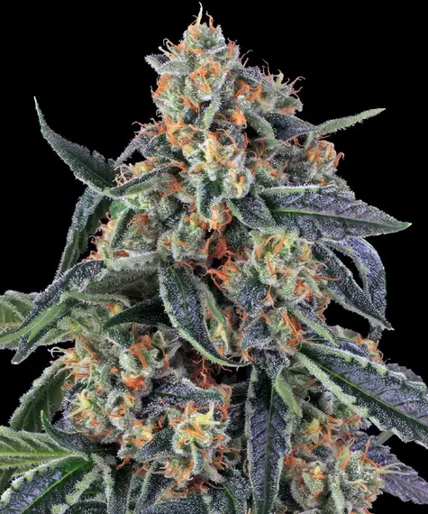 Cookies Kush