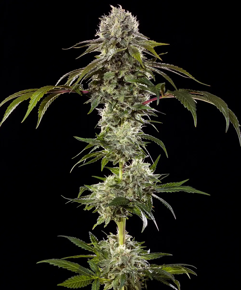 Durban Poison 1