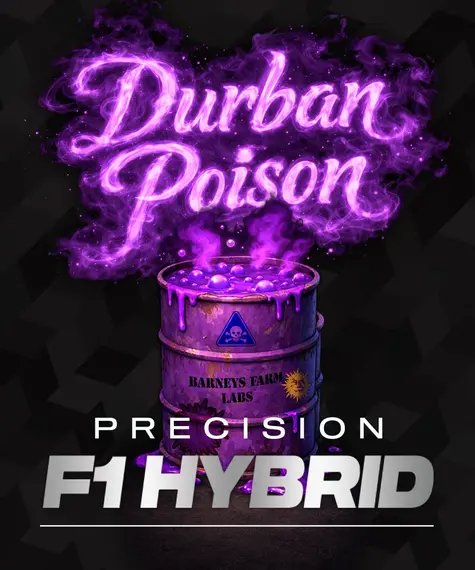 Durban Poison Strain