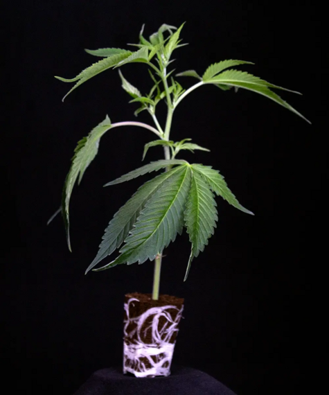 Gorilla Zkittlez Stecklinge