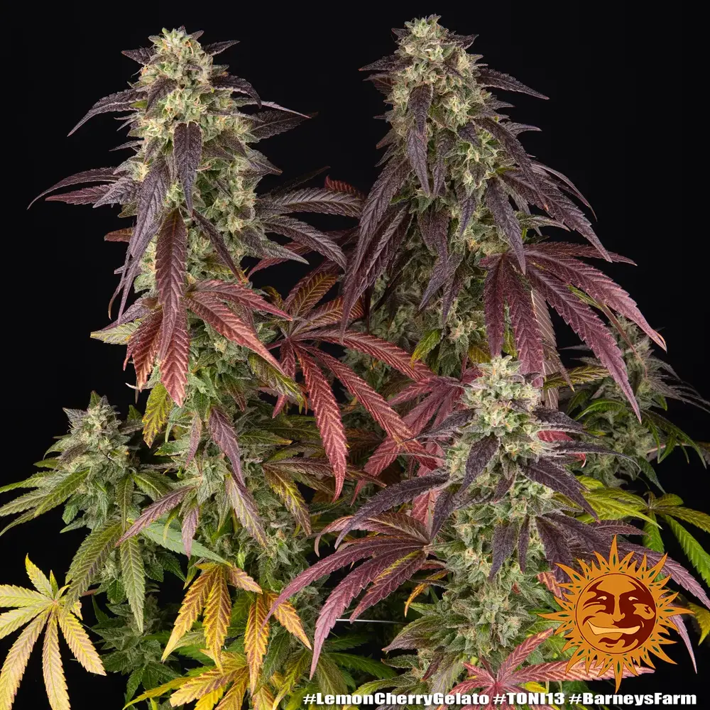 Lemon Cherry Gelato Stecklinge 4