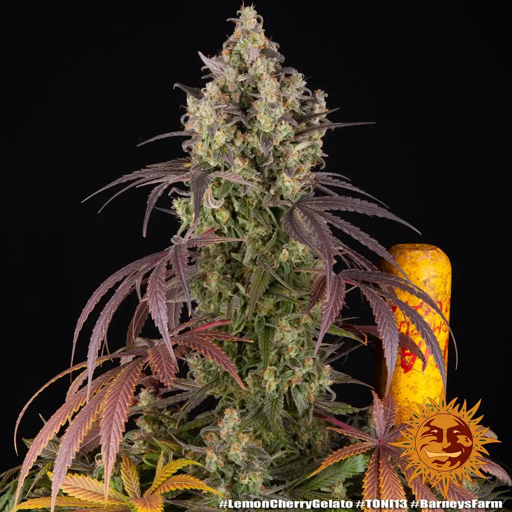 Lemon Cherry Gelato Stecklinge 9