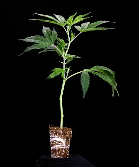 Lemon Cherry Gelato Stecklinge Strain