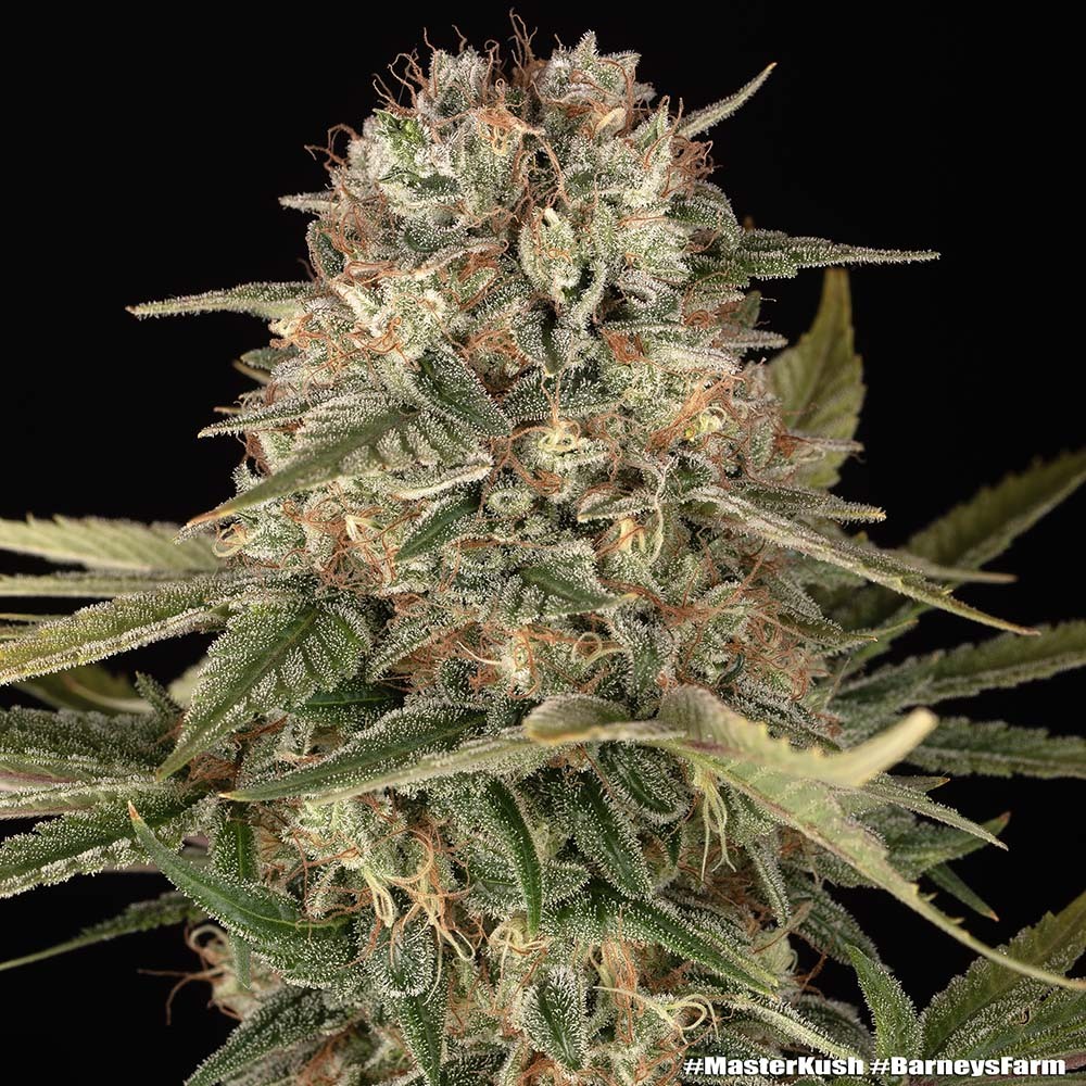 Master Kush - Regular 1