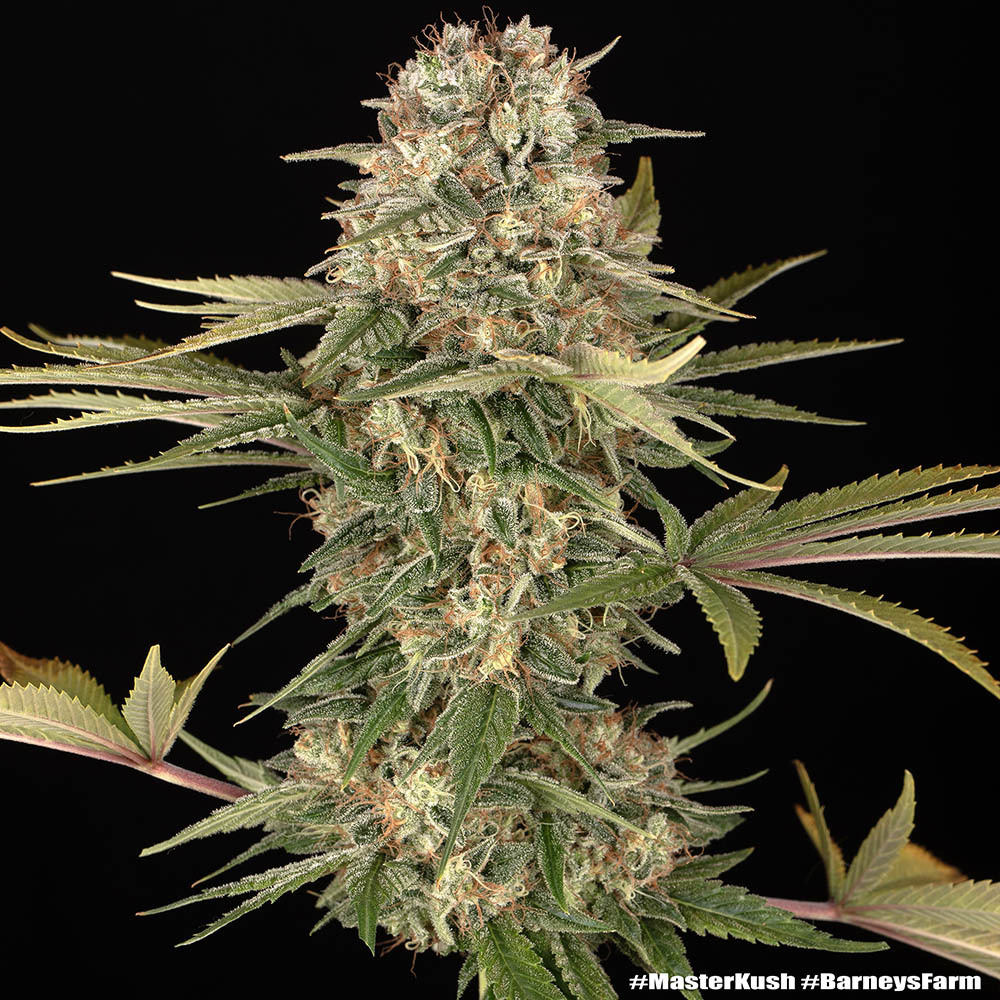 Master Kush - Regular 2
