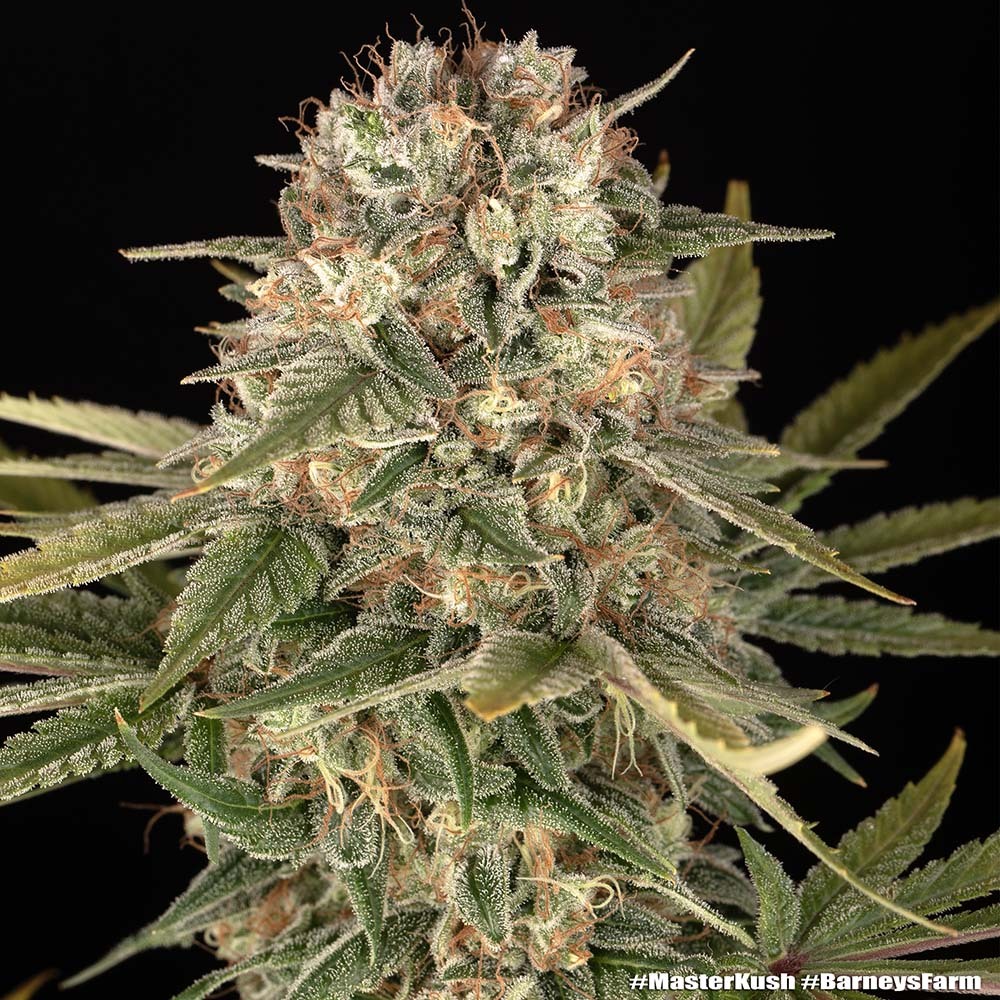 Master Kush - Regular 3