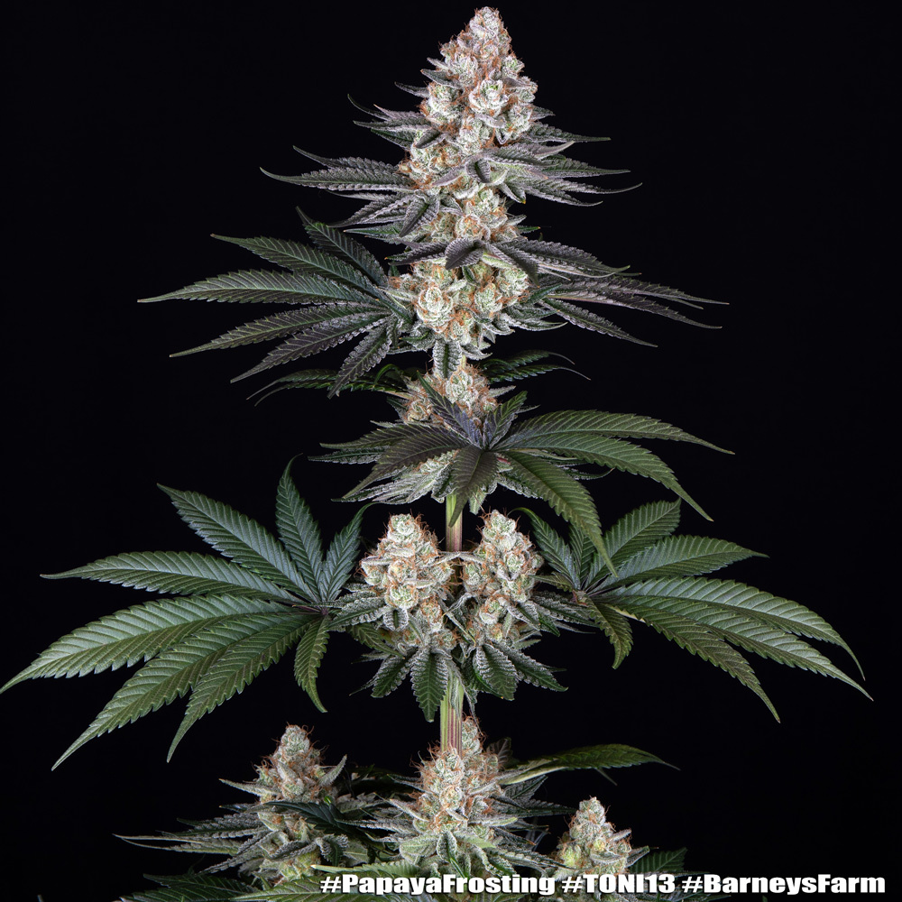 Papaya Frosting 12