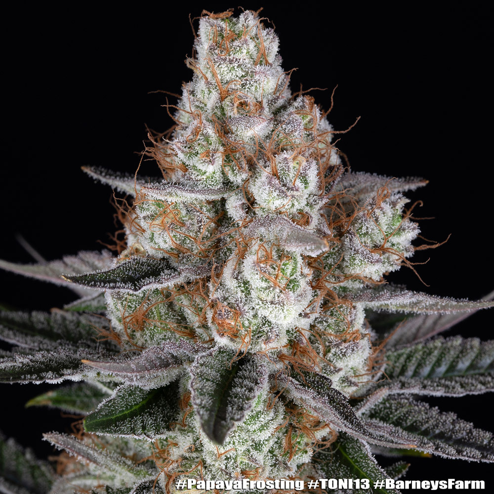 Papaya Frosting 15