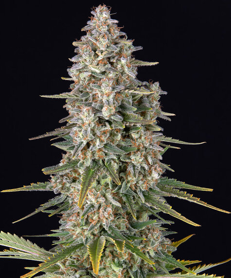 Pineapple Chunk