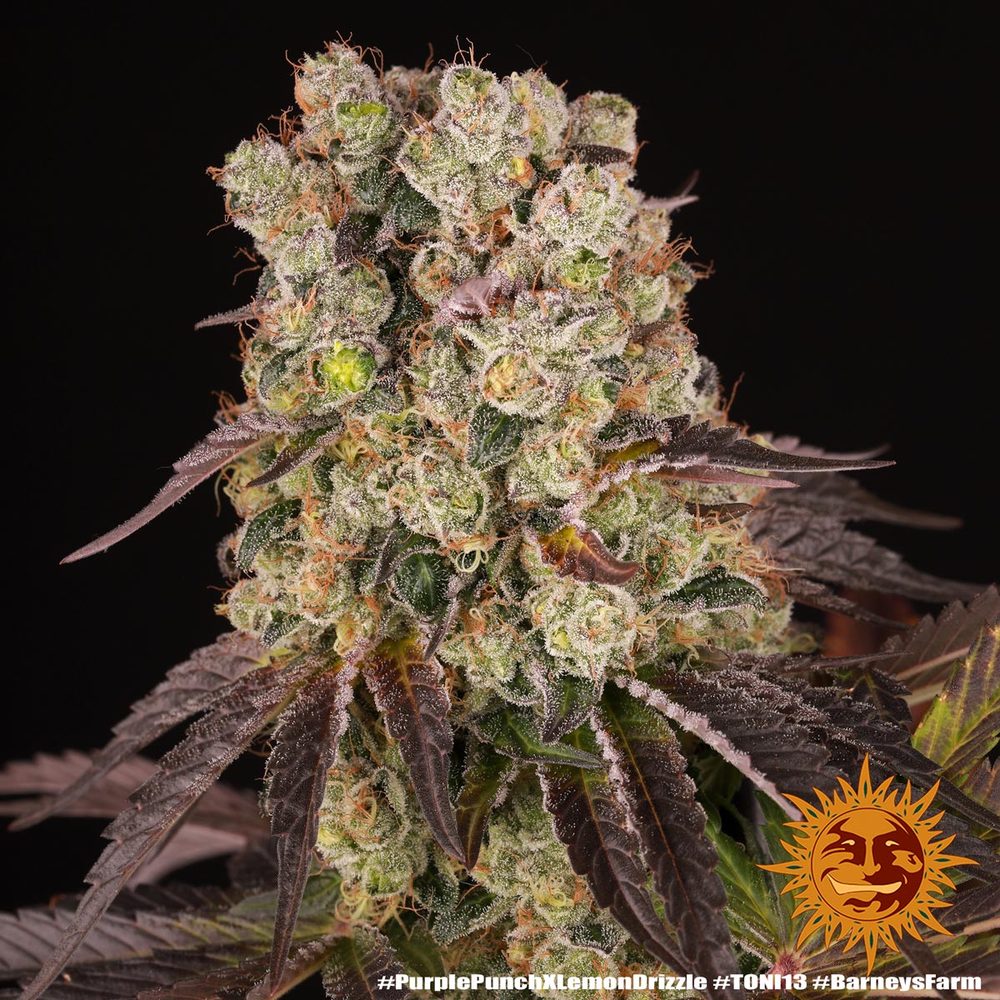 Purple Punch x Lemon Drizzle 13