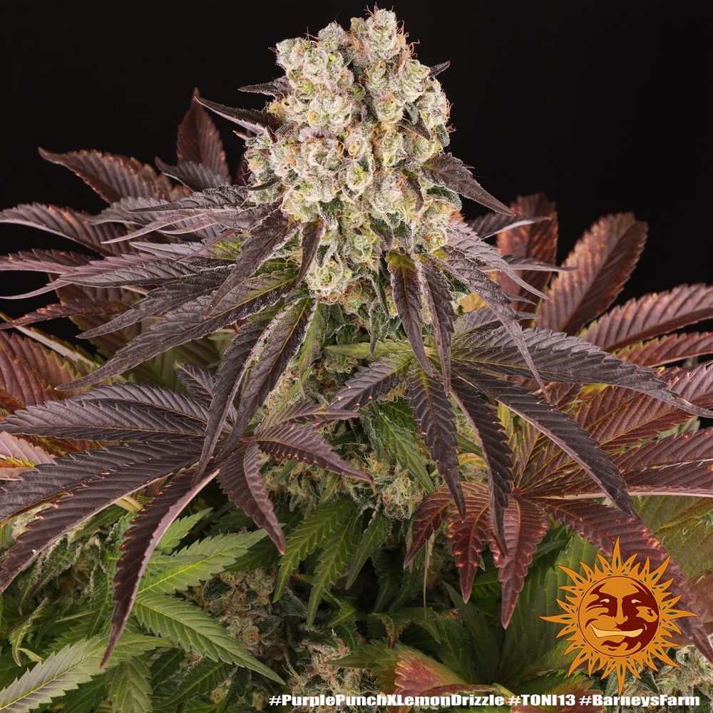 Purple Punch x Lemon Drizzle 9