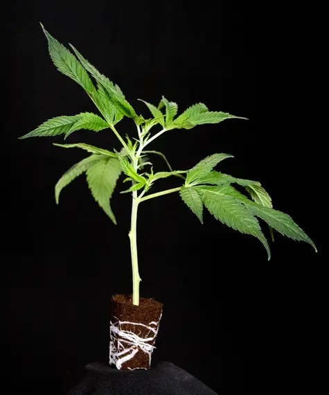 Purple Punch Stecklinge Strain