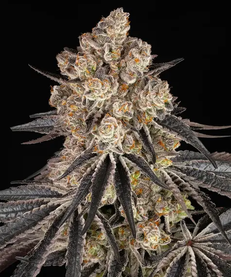 Rainbow Sherbet Strain