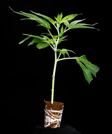 RS11 x Banana OG Stecklinge