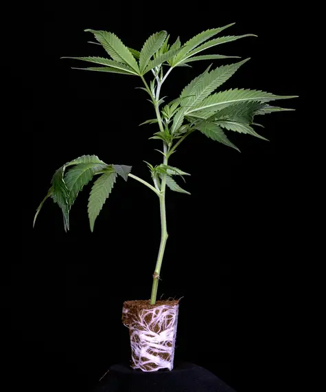 Runtz Muffin Stecklinge