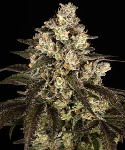 Trainwreck