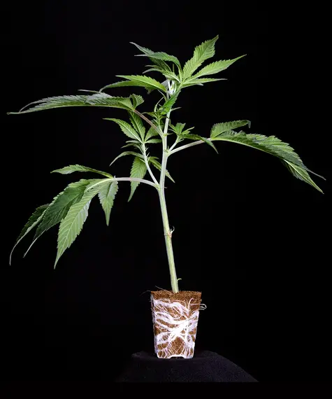Tropicana Cherry Stecklinge Strain