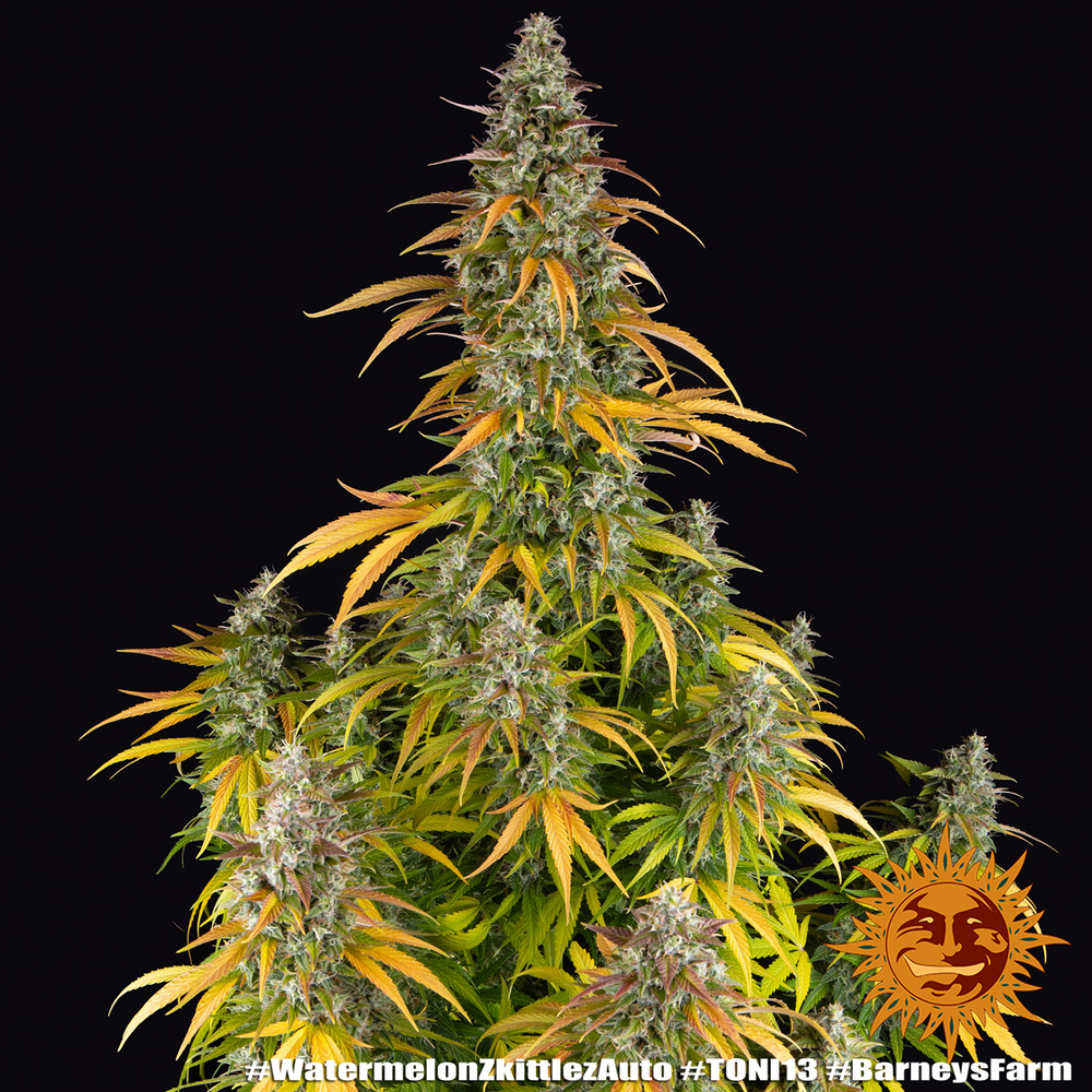 Watermelon Zkittlez Auto 5